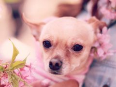 ”可愛くて愛される”キャラ設定で生きてゆく！